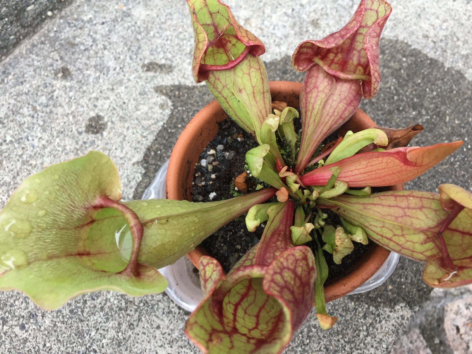 サラセニア プレプレア Sarracenia Purpurea 北海道でバナナを