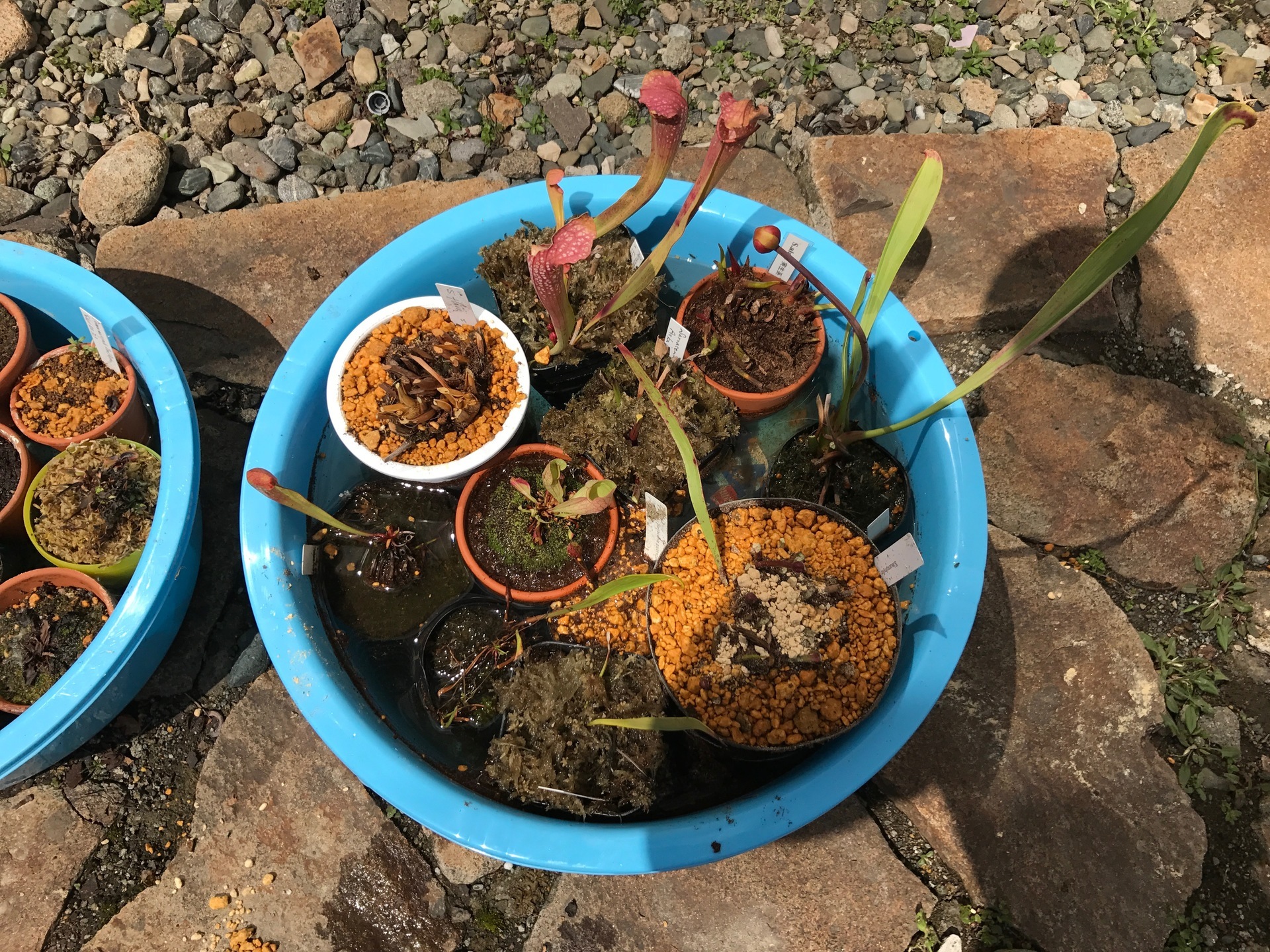 食虫植物 植え替え 食虫植物 育て方 植え替え 北海道でバナナを